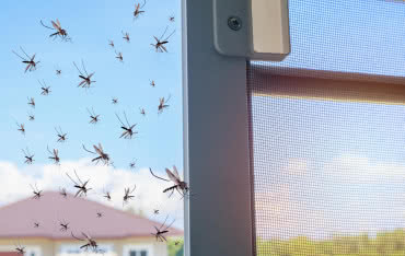 Jak skutecznie zabezpieczyć okna dachowe przed owadami?